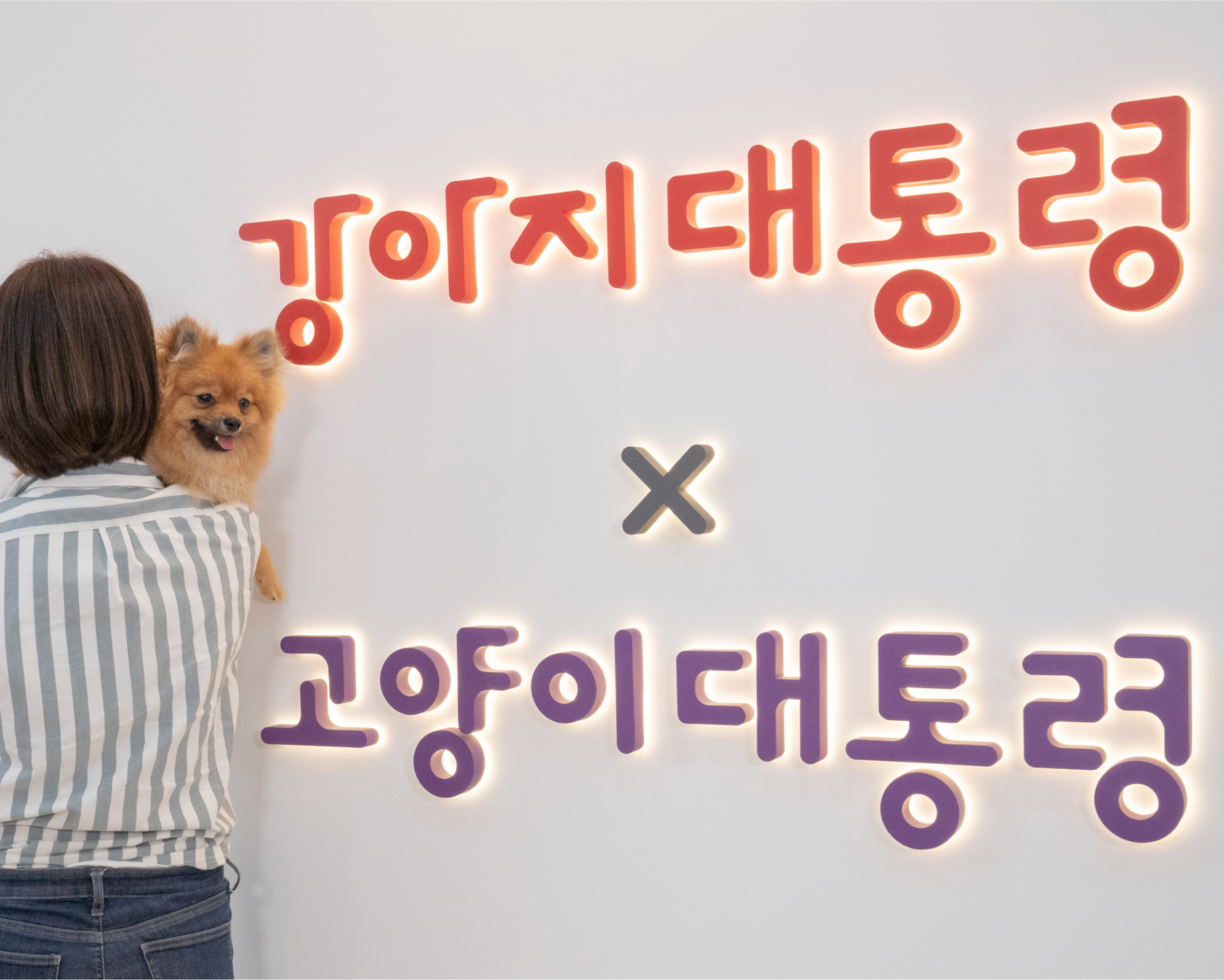 고양이대통령의 약속